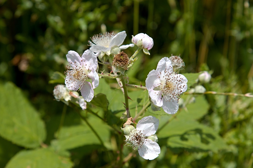 tiengemeten natuur natuurgebied natuurmonumenten hdr schotse hooglanders rien poortvliet museum eiland polder platteland